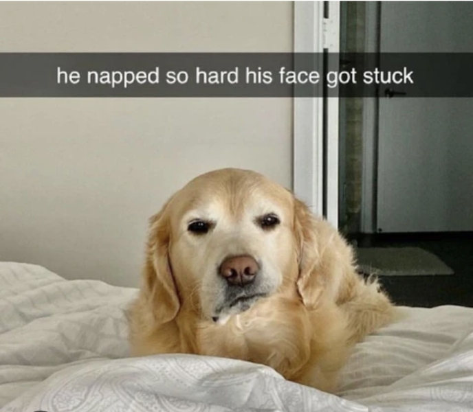 I'm in bed with COVID and utterly miserable. Can I see pics of your pets/favourite memes or favourite jokes?