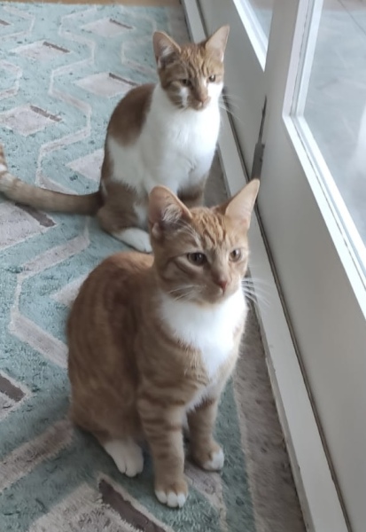 Please can I see your orange cats?