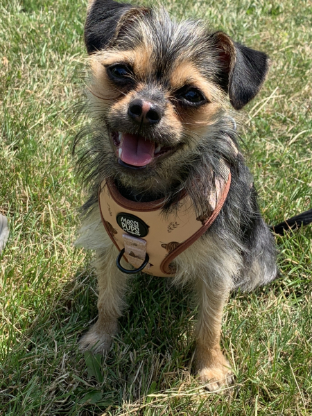 To start a positive dog thread