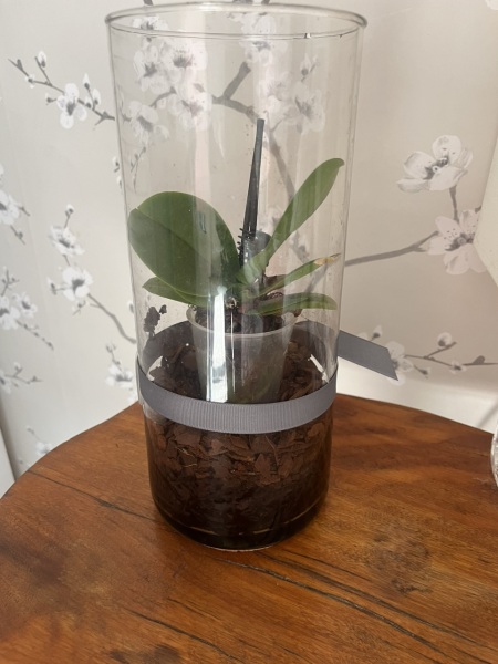Orchid help