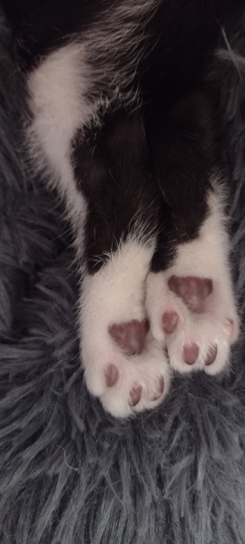 Further Adventures of the Excellent Cats