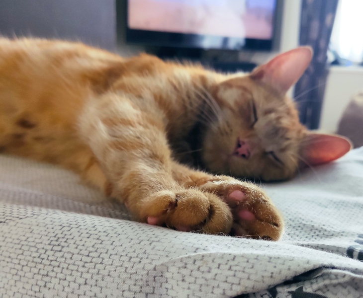 Please can I see your orange cats?