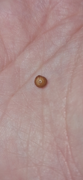 What are these? Found 3 in my house!