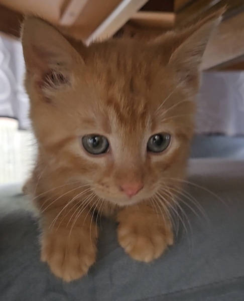 Please can I see your orange cats?