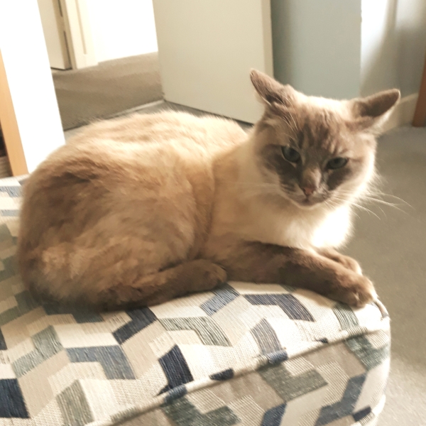 Further Adventures of the Excellent Cats