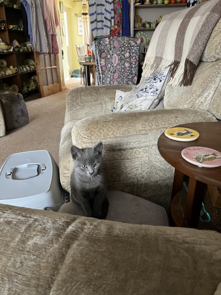 New kitten arrived