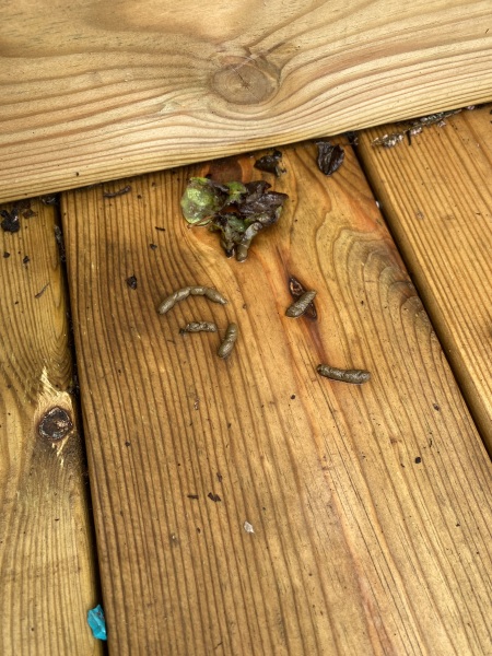 Is this rat poo? 😣