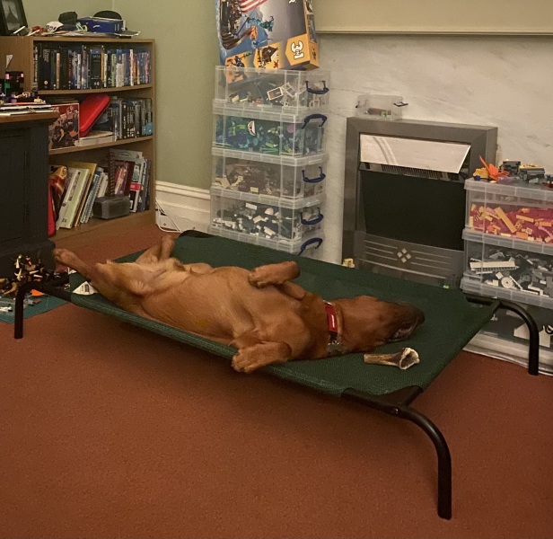 Puppy survival thread part 2
