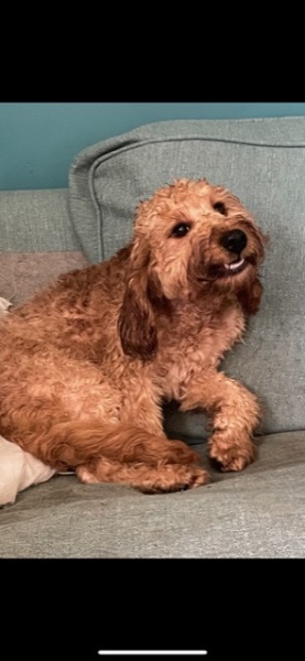 To start a positive dog thread