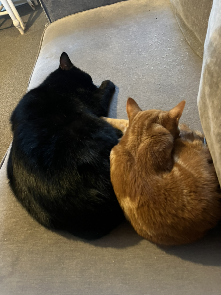 How have cats improved your life?