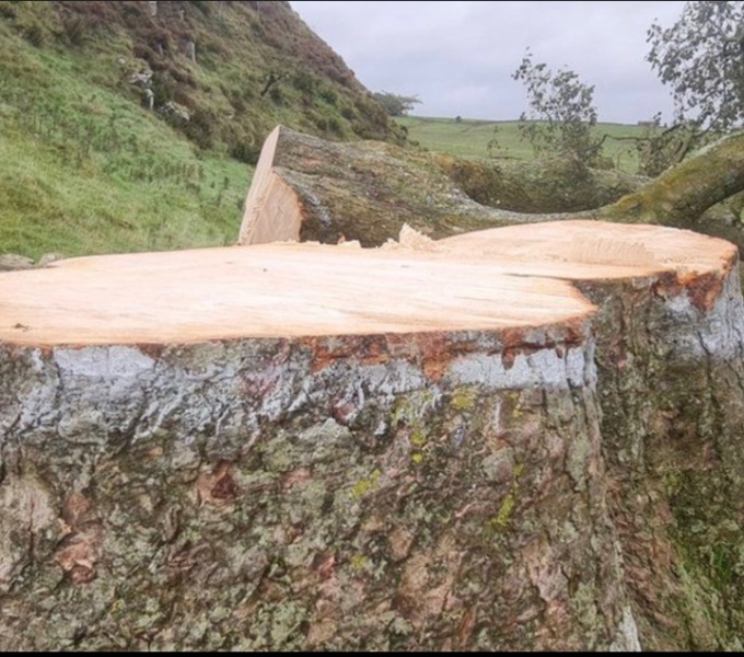 Sycamore Gap - tree has been felled!