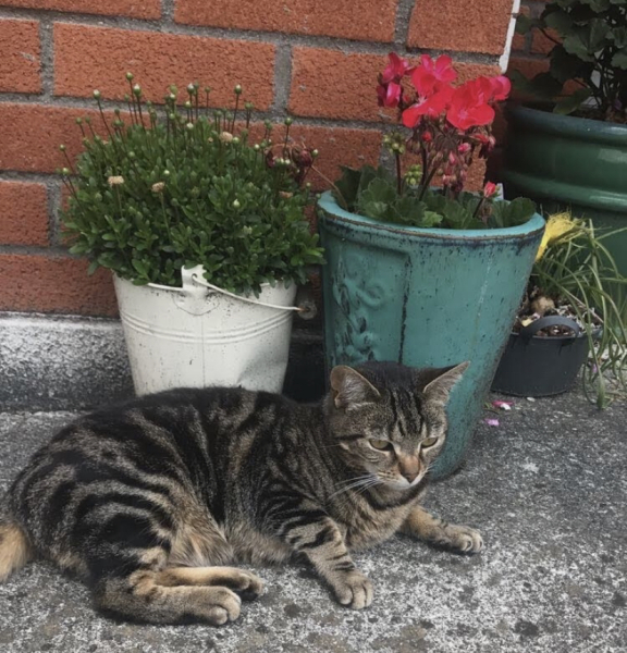 A thread for older cats 10+