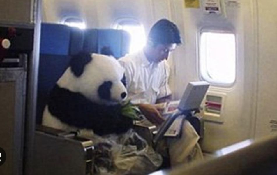 To want to take my 12kg dog in the plane cabin