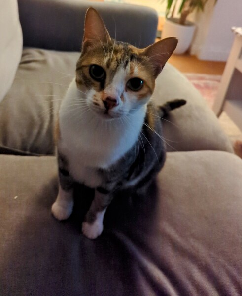 Girl cat peeing on bags, thoughts as to why?