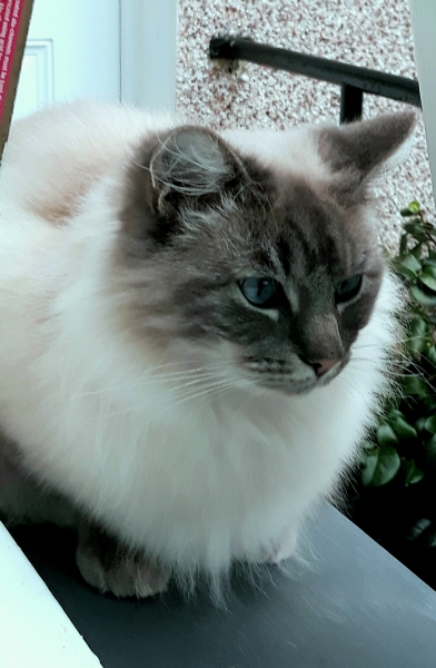 Further Adventures of the Excellent Cats
