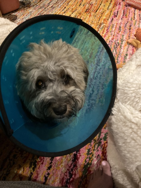 To start a positive dog thread