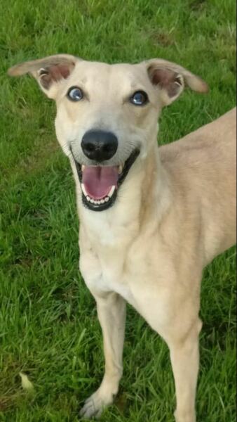 To start a positive dog thread