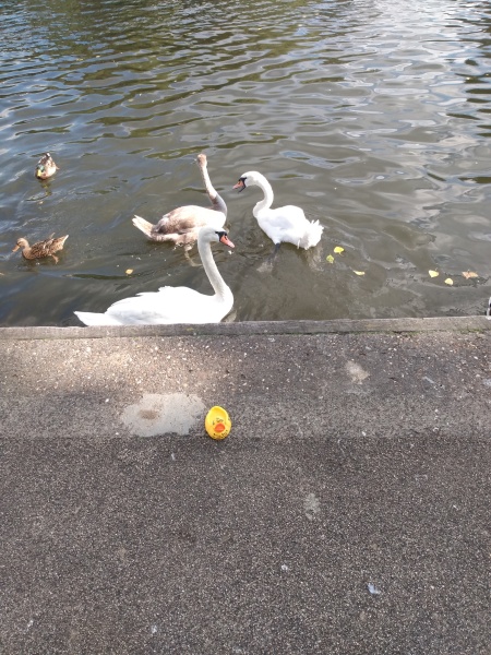 The Mucky Mallard's Visit to Stratford upon Avon