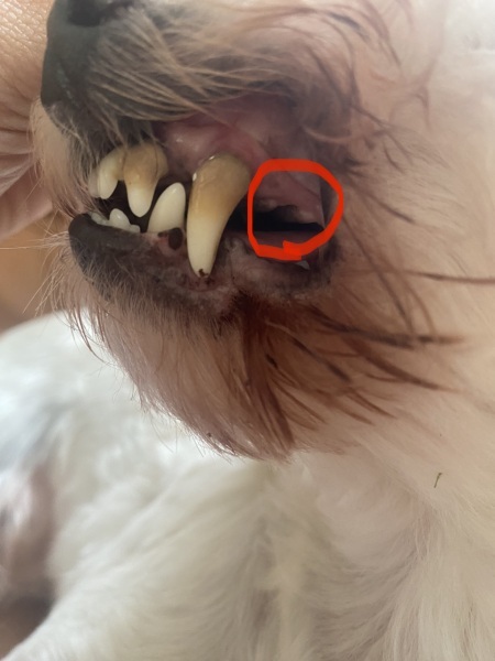 Dogs mouth not normal?
