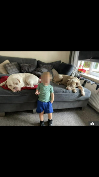 Another dog attack, man killed, can this just go on?