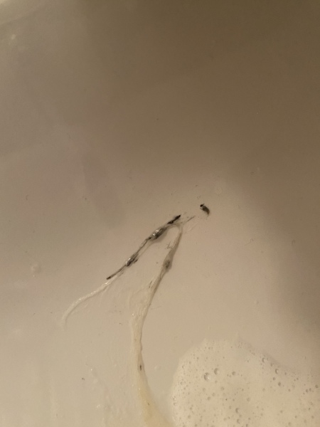 Black in phlegm *gross photo!!!*
