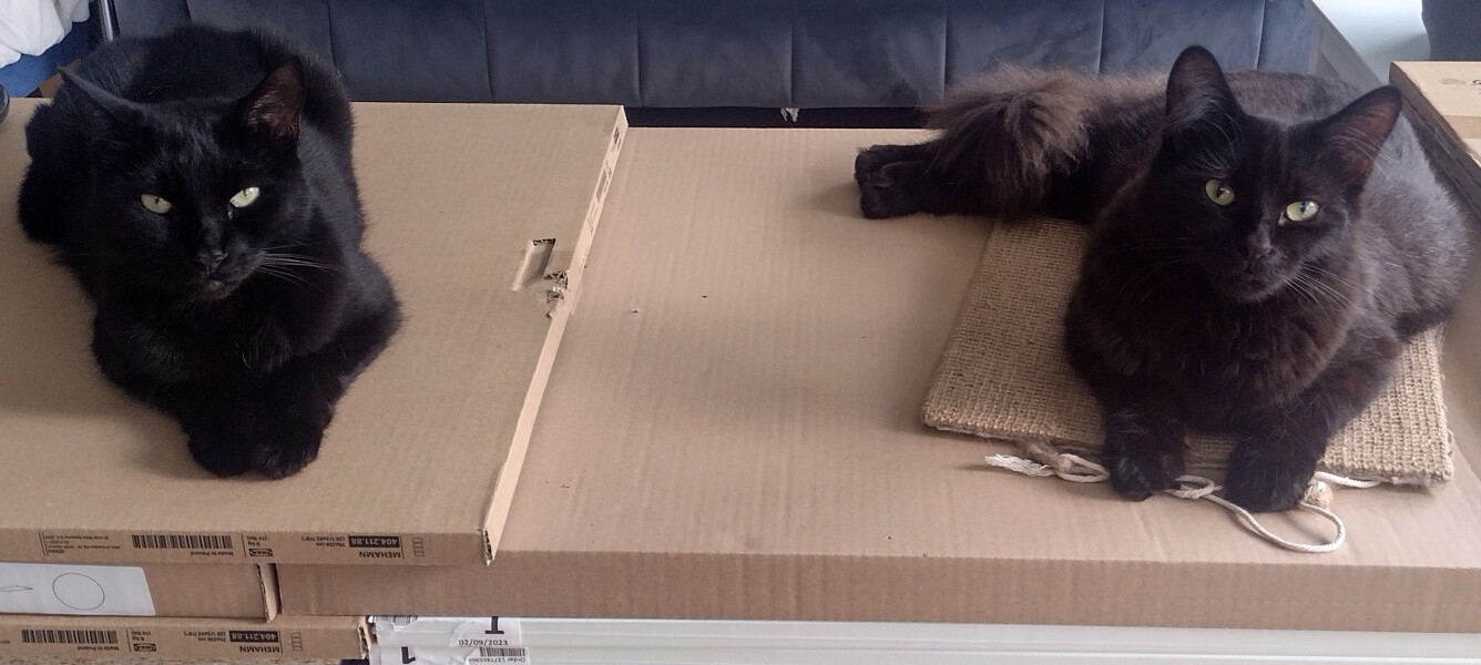 Further Adventures of the Excellent Cats