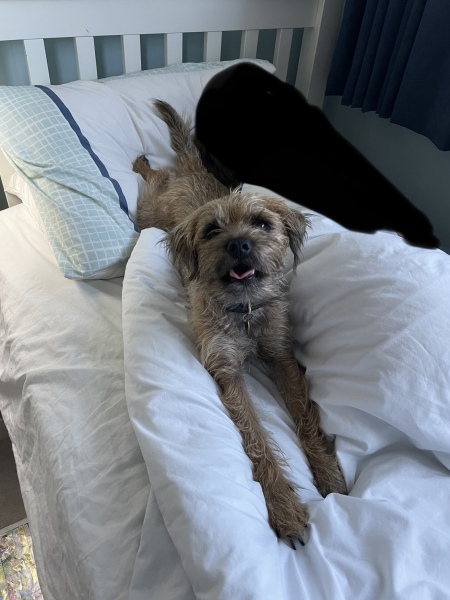 Please tell me about your Border Terriers