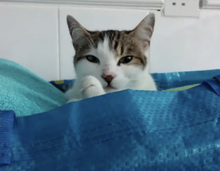 Dog just killed my cat