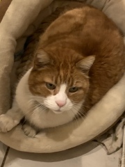 Please can I see your orange cats?