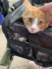 Kitten harness- yes or no ?