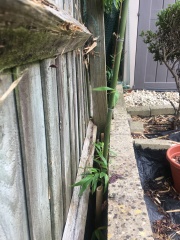 help please - neighbour's bamboo popping up in our garden