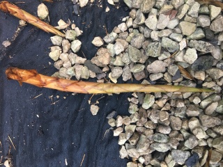 help please - neighbour's bamboo popping up in our garden