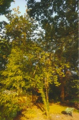 Get a pro in to lop this tree?