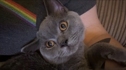 BSH stopped eating wet food in the last few days