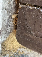 What is this behind my railway sleepers?