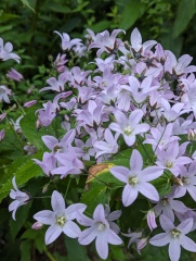 Would anyone like to ID some plants for me? 