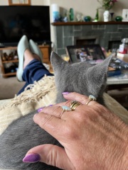 New kitten arrived