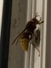 What the hell flew into my bedroom last night?