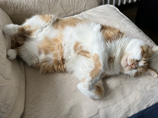 Please can I see your orange cats?