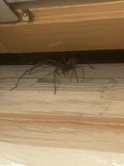 Went to close the window...