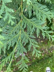 Evergreen tree IDs please!