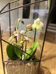 Orchid help!