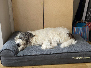 Orthopedic dog bed