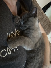 BSH stopped eating wet food in the last few days