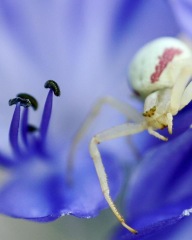 Just wanted to show off this bad boy (don't look if you don't like spiders)