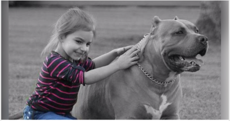 Sick of these XL bully owners 