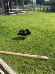 Come and tell me your dull and unexciting news 26: Calmly through the day 