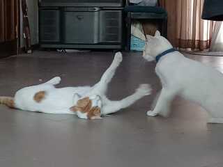 Please can I see your orange cats?
