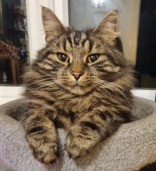 Cat sitter bringing her grandchild