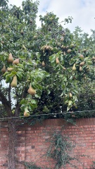 When do I pick my pear?